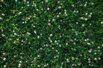 Background of White Clover Flowers in Green Meadow