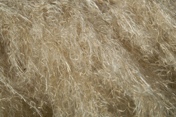 Plan rapproché sur un plumeau d'herbe de la pampa