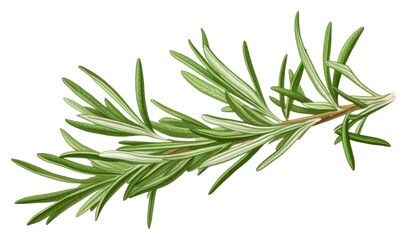 Obraz premium PNG Rosemary herb herbs plant white background.