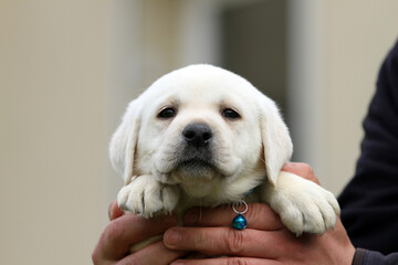yellow labrador retriever in summer close up