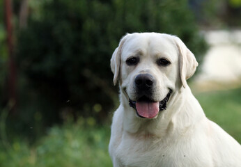 yellow labrador retriever in summer close up