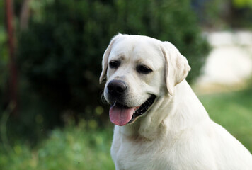 yellow labrador retriever in summer close up
