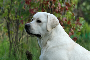 yellow labrador retriever in summer close up