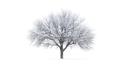 Obraz premium A wintry scene with a snow covered tree