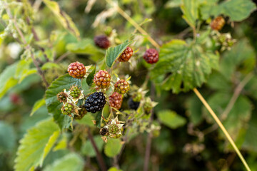 Cluster of ripening blackberries hangs from a bramble bush with green leaves in a country road hedgerow with green, red, and black fruit