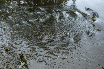 Ripples and swirls in flooding river due to climate change and extreme weather rain thunderstorm with reflections of trees and sky in the dark murky water surface