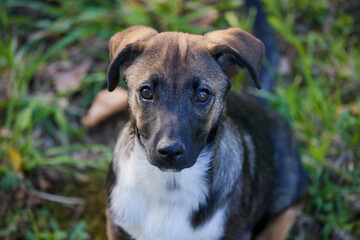 a young dog in the park looking with moist eyes