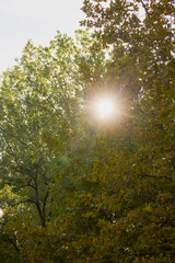 Obraz premium autumn landscape with the sun seen through the leaves of a tree