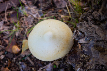 a large mushroom in the grass through a forest