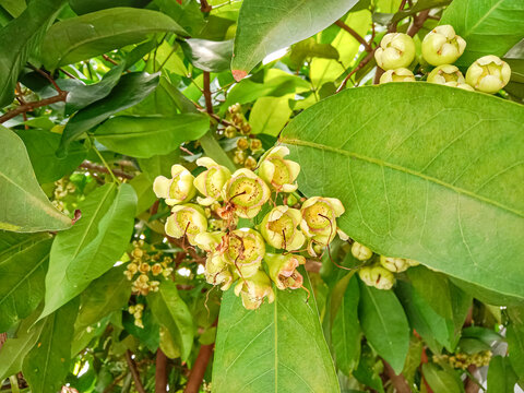Syzygium aqueum is a species of brush cherry tree. Its common names include watery rose apple, water apple and bell fruit, and jambu.