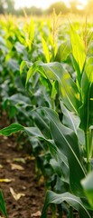 Fototapeta premium Vibrant cornfield basking in the golden sunlight during a peaceful summer evening, showcasing lush green leaves and tall stalks.