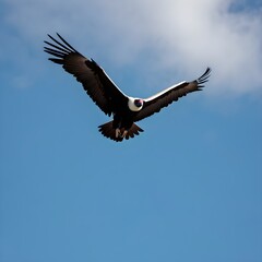Fototapeta premium Majestic Flight: Rare Andean Condor Against a Bright Blue Sky