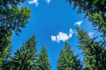 Obraz premium A Blue Sky Peeked Through the Dense Canopy of Evergreen Trees