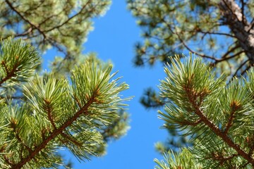 Fototapeta premium Pine Tree Branches Against a Blue Sky