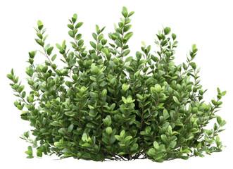 Obraz premium PNG Real garden bushes plant leaf vegetation.