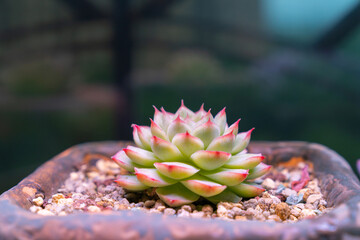 Succulent plants close-up