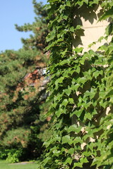 Green ivy crawling up the wall.