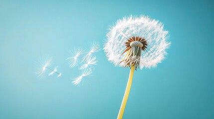 Obraz premium Close-up of a dandelion seed head being blown by the wind, set against a bright blue sky, no people.