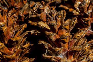close-up of pinecones, a grapich resources