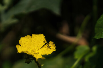 Yellow flowers