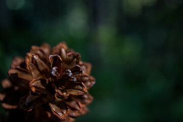 close-up of pinecones, a grapich resources