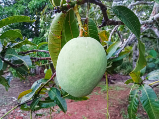 Green mango hanging on branch. Mangoes on the tree. Fresh green mango fruits. Mango fruits on the tree.