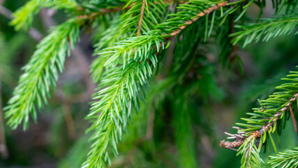 green spruce branches with visible texture