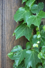 Green ivy crawling up the wall.