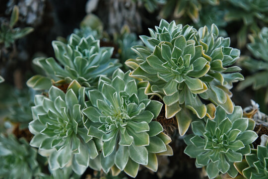 Canary Island daisy. Bright silver green leaves of Asteriscus sericeus. Interesting nature concept for background design. Odontospermum sericeus in the family Asteraceae. Flora of Tenerife