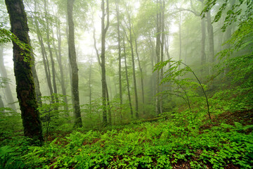 Fototapeta premium Primeval forest in Biogradska Gora National Park, Montenegro // Urwald im Biogradska Gora Nationalpark, Montenegro
