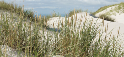 Strandhafer in den Dünen an der Nordsee