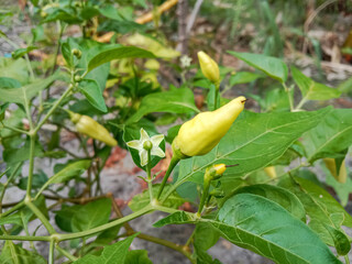 Chili peppers plant in the garden. Fresh raw chili peppers growing on tree. Green chili peppers. Cabai rawit or Birds eye chili pepper (Capsicum frutescens).