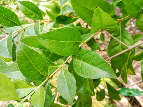 Henna tree leaves, henna leaf on tree (Lawsonia inermis). Also known as hina, the henna tree, the mignonette tree, and the Egyptian privet.