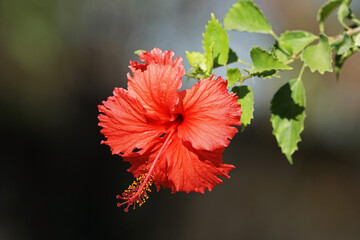 Hibiskusblüte © rorue
