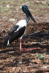 Jabiru am Ufer des Mary River im australischen Northern Territory