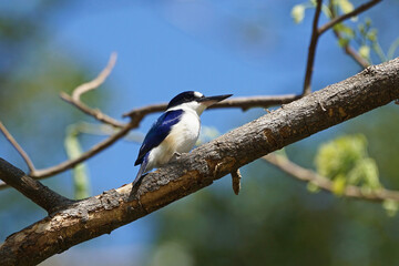 Eisvogel am Mary River im australischen Northern Territory