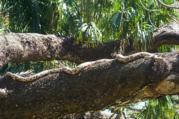 Riesige Python auf einem Ast im australischen Northern Territory