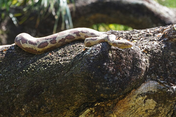 Riesige Python auf einem Ast im australischen Northern Territory
