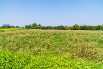 Obraz premium green grass and blue sky