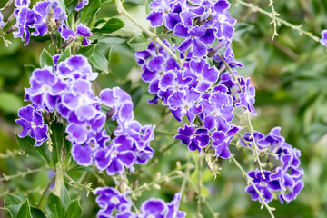 Obraz premium Beautiful golden dewdrop flowers.