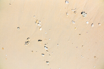 Corals on the sand on the seashore. Seascape background, sandy shore with corals and shells.