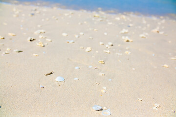 Corals on the sand on the seashore. Seascape background, sandy shore with corals and shells.
