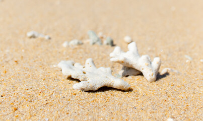 Corals on the sand on the seashore. Seascape background, sandy shore with corals and shells.