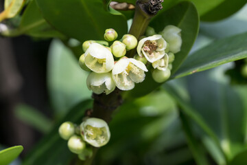 The Common Garcinia (Garcinia subelliptica) flowers.
