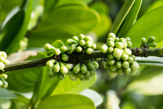 The Common Garcinia (Garcinia subelliptica) buds.