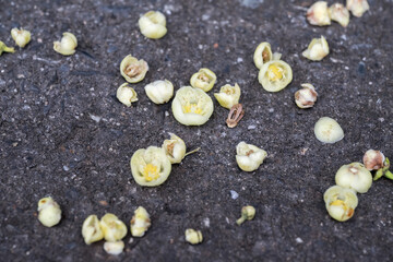 Fototapeta premium The Common Garcinia (Garcinia subelliptica) flowers on the ground.