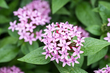 Beautiful Star Cluster (pentas lanceolata) flowers.