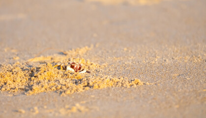A crab on the beach is running on the white sand. Exotic animals in the resorts of tropical islands. The concept of a beach holiday in the tropics.