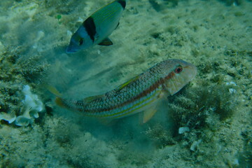 Striped red mullet or surmullet (Mullus surmuletus) undersea, Aegean Sea, Greece, Alonissos island, Chrisi Milia beach