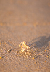 A crab on the beach is running on the white sand. Exotic animals in the resorts of tropical islands. The concept of a beach holiday in the tropics.